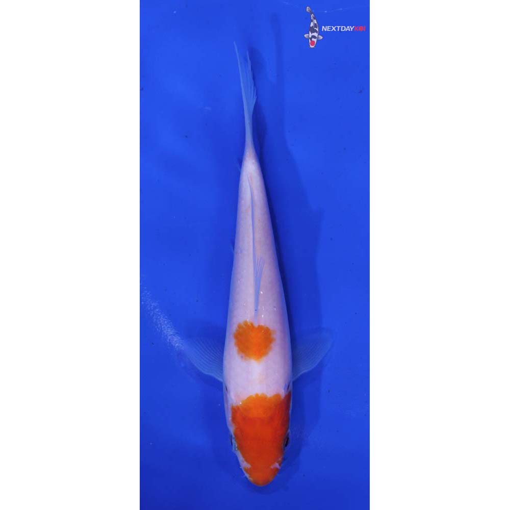 4.5” Imported Kohaku