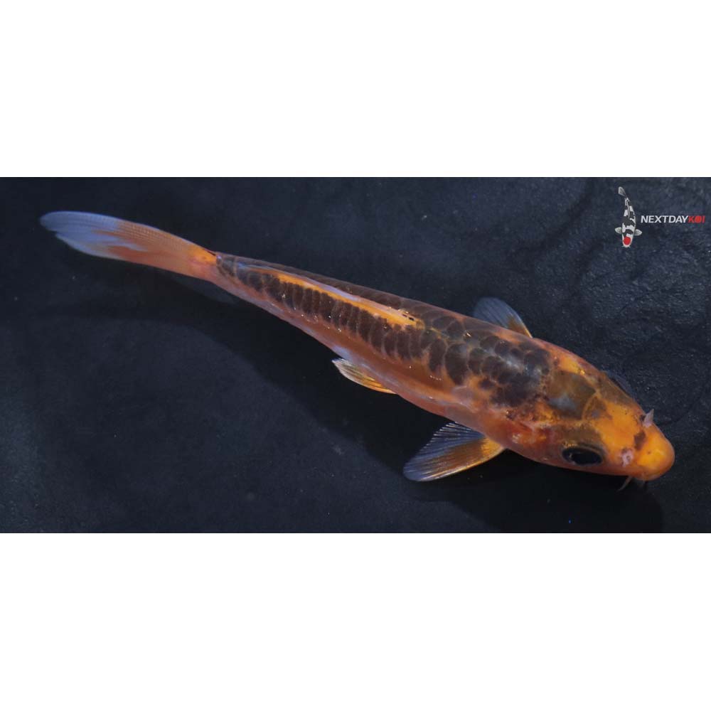 4.5” Imported Hana Shusui