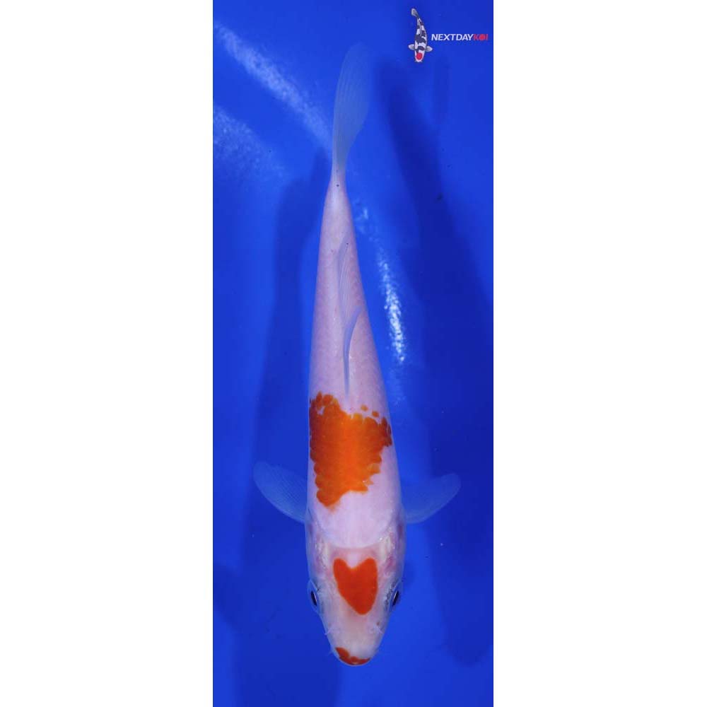 5” Imported Kohaku