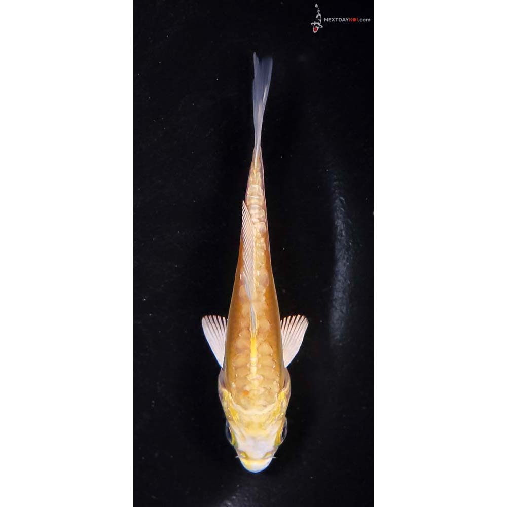 3.5” Imported Doitsu Lemon Hariwake