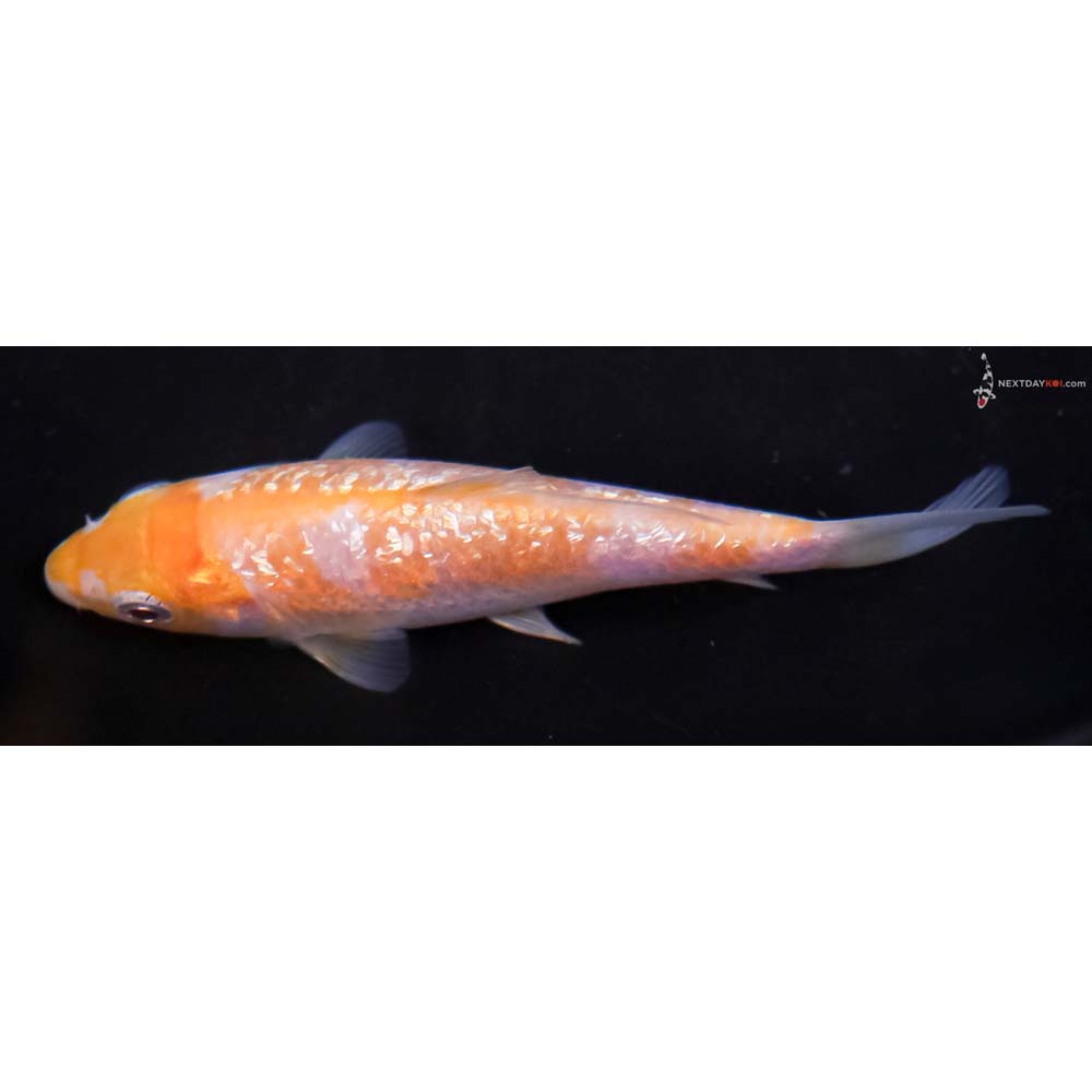 4” Imported Gin Rin Ochiba Shigure