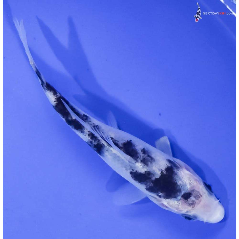 4.5” Imported Shiro Bekko