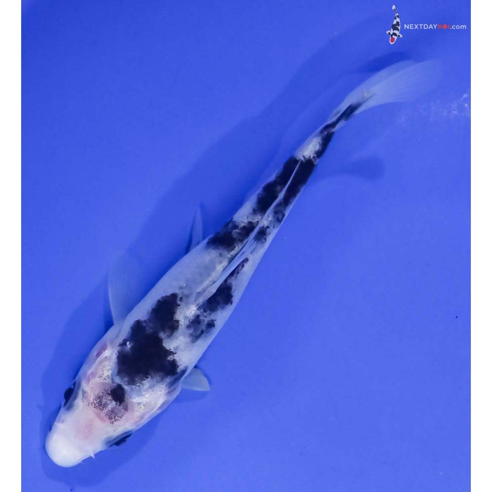 4.5” Imported Shiro Bekko