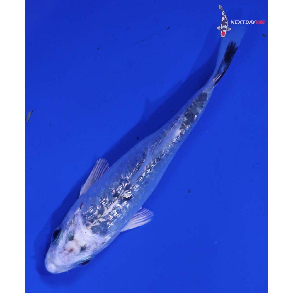 3.5” Imported Gin Rin Armor Scaled Gin Shiro Bekko