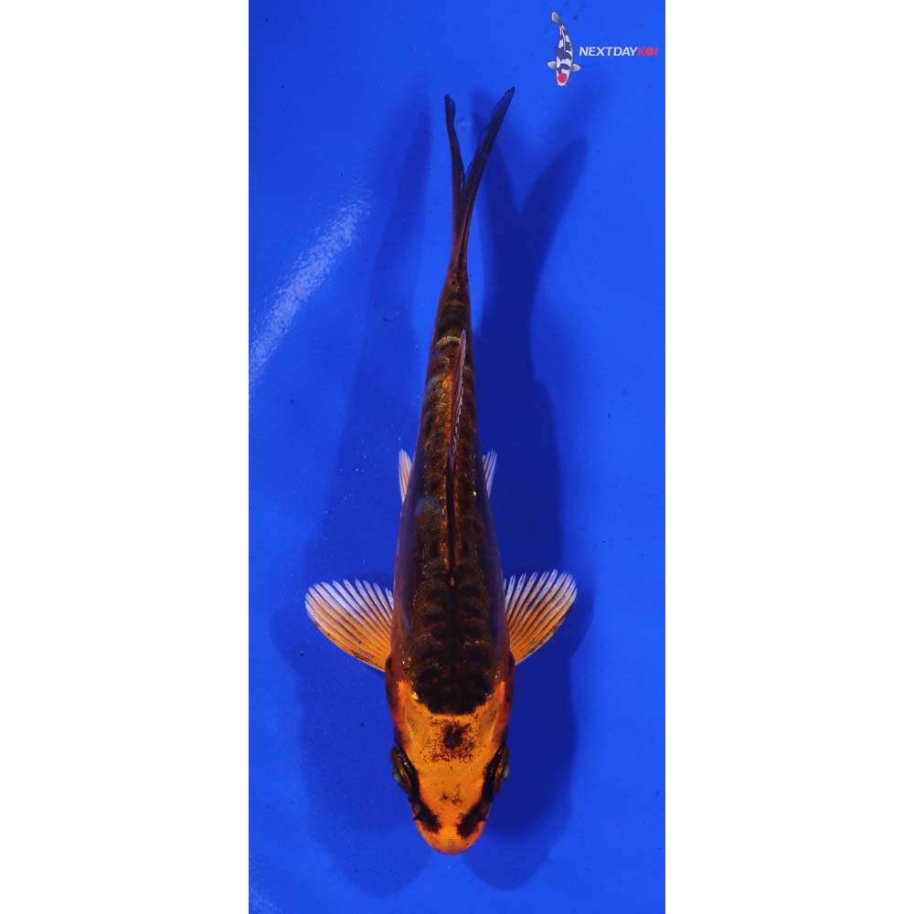 3.5” Imported Doitsu Orenji Matsuba