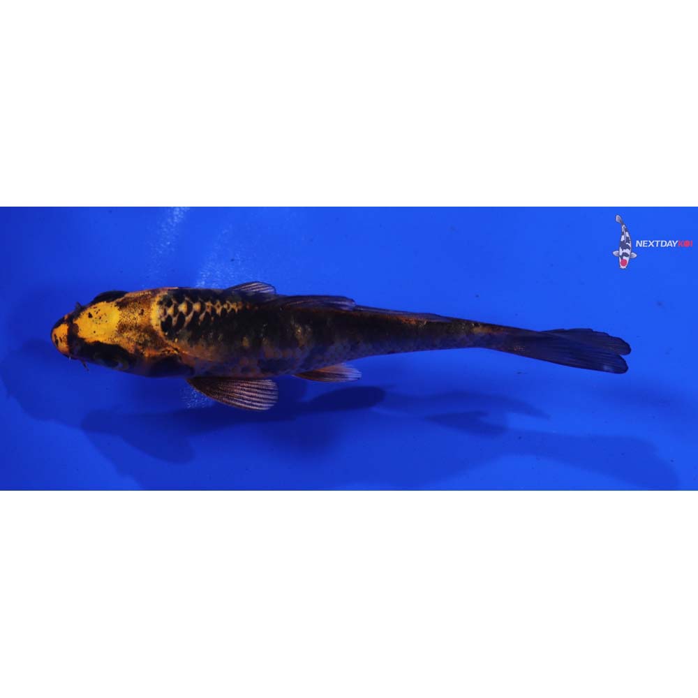 3.5” Imported Kin Aka Bekko