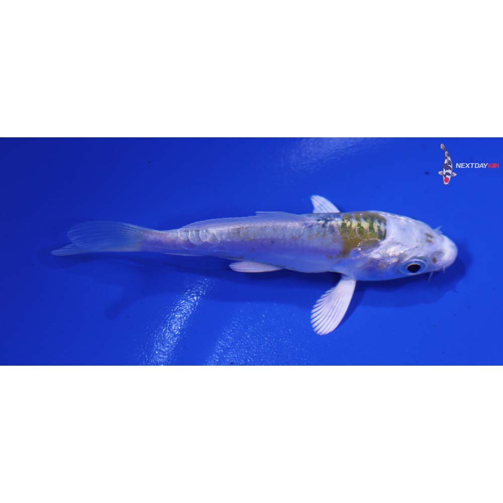 3” Imported Doitsu Kujaku