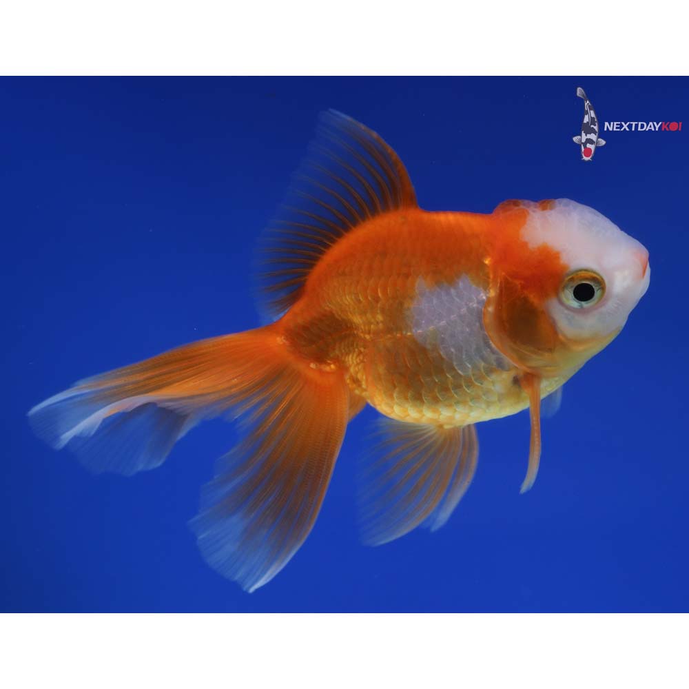 4” Imported Male Red and White Oranda