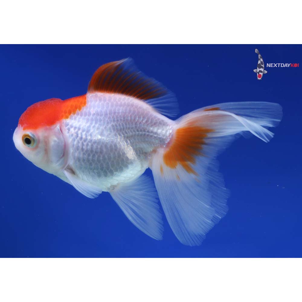 4.5” Imported Red and White Oranda