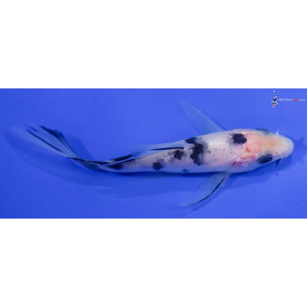 4” Imported Shiro Bekko Butterfly Koi