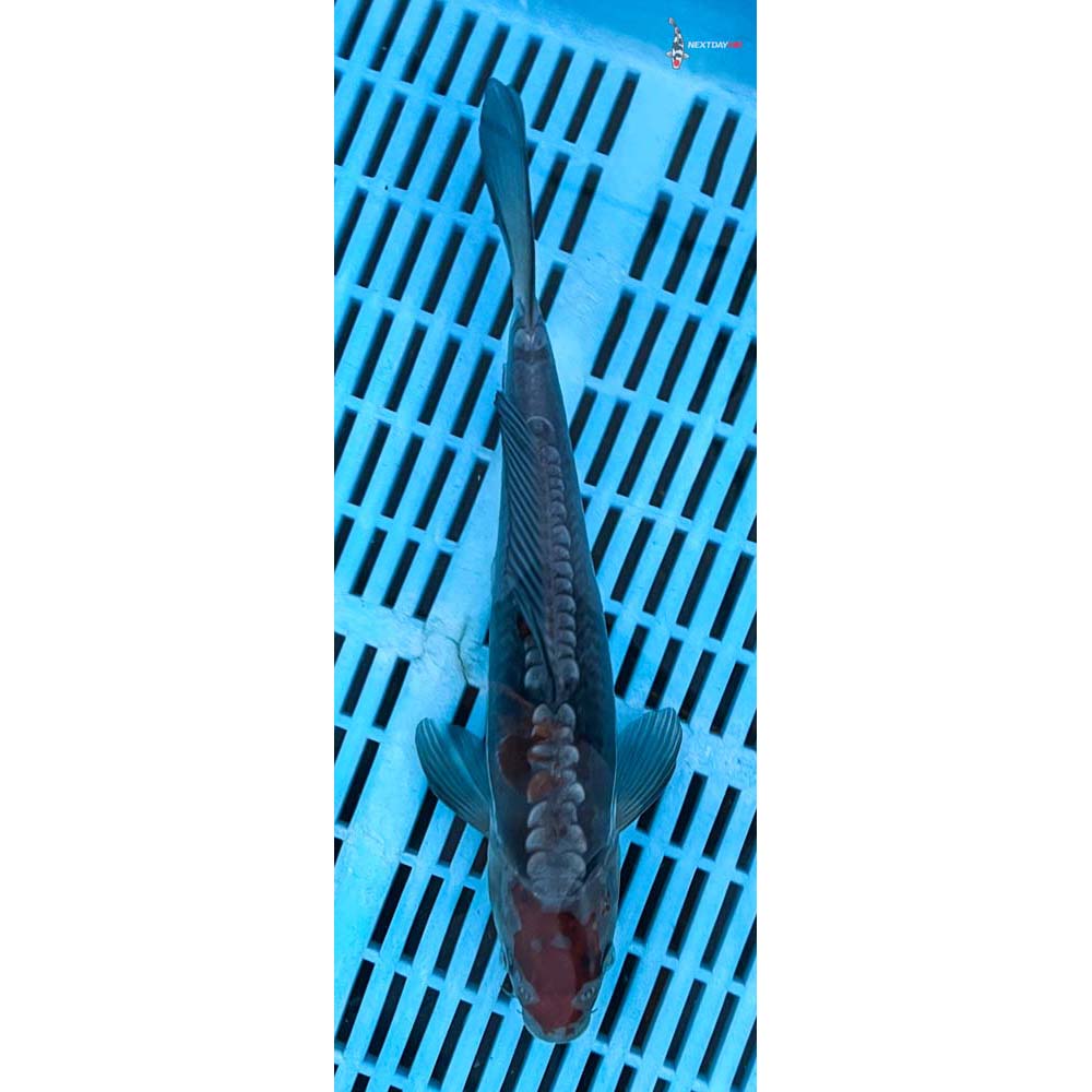 10-12” Imported Doitsu Ochiba Shigure