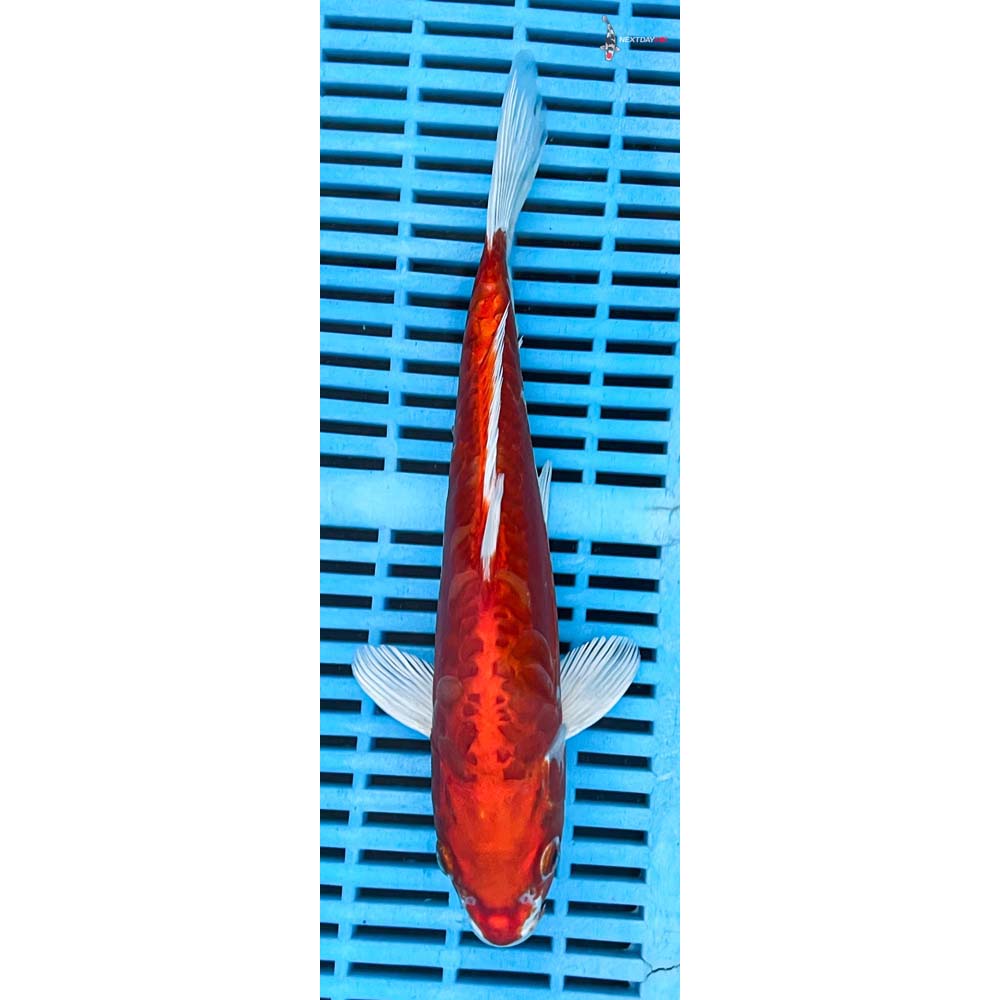 10-12” Imported Kikusui