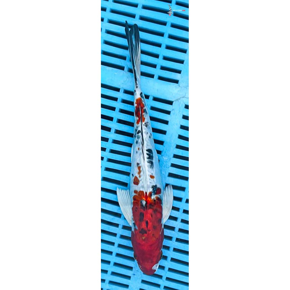 10-12” Imported Heisei Nishiki