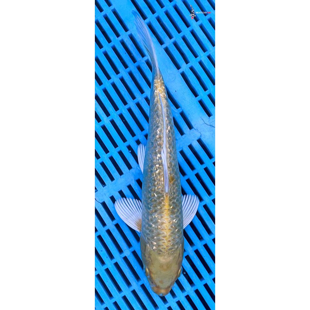 10-12” Imported Gin Rin Yamabuki Ogon