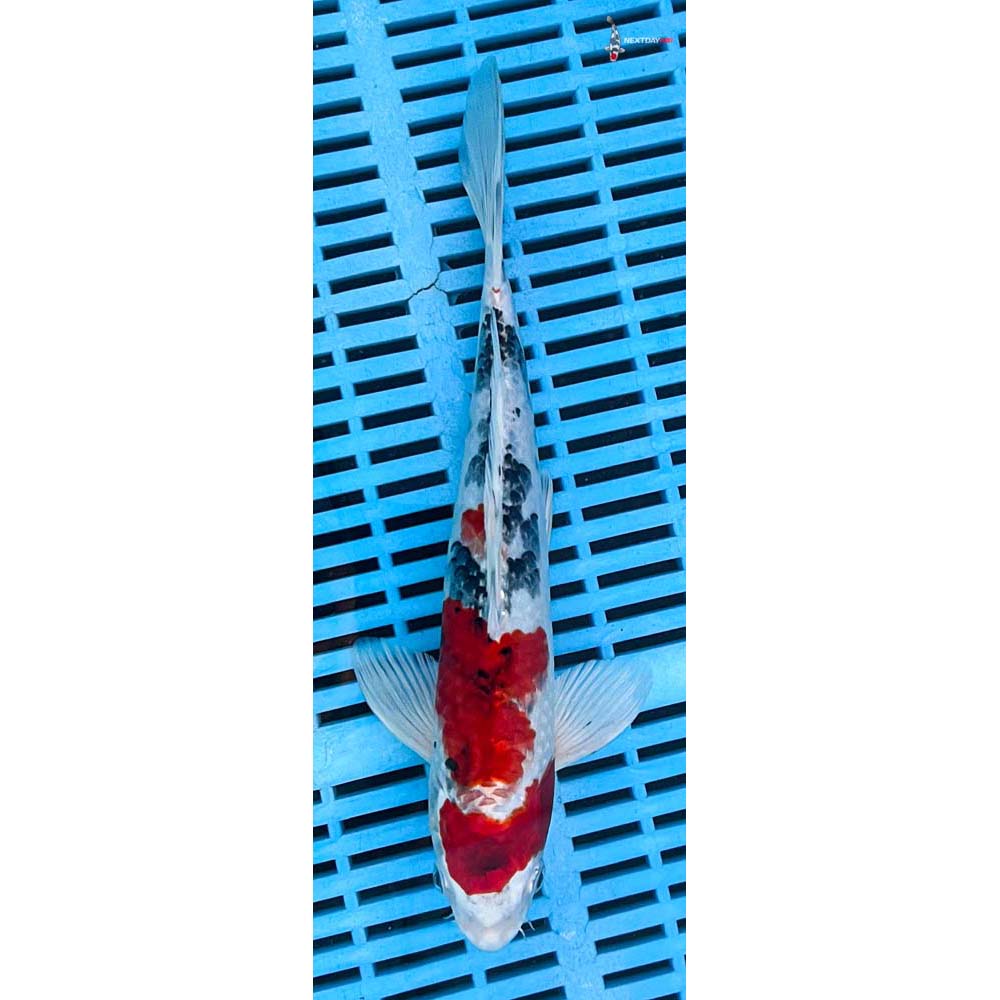 10-12” Imported Yamato Nishiki