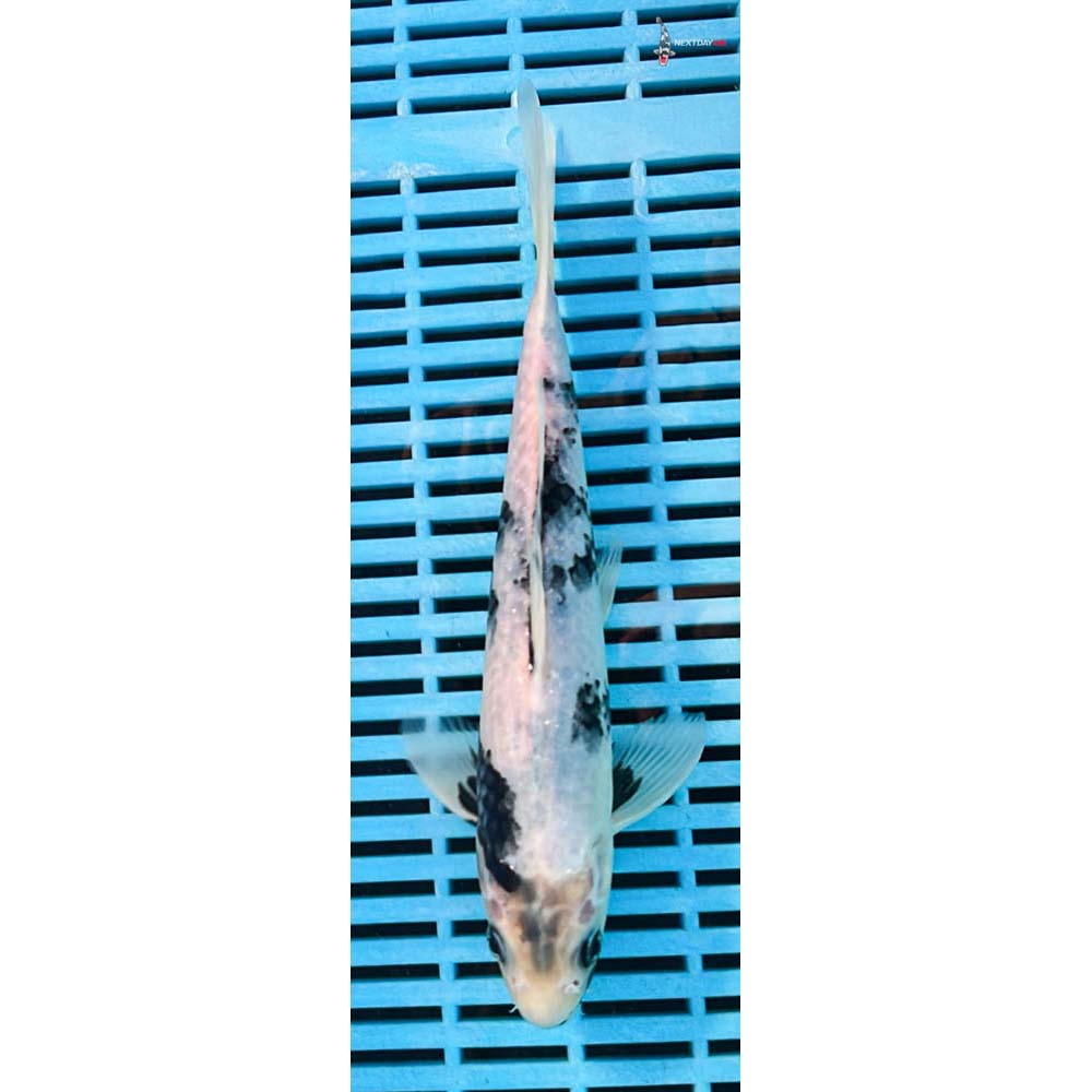 10-12” Imported Shiro Utsuri