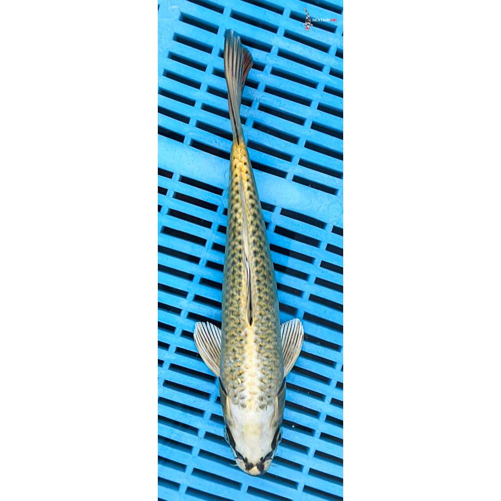10-12” Imported Ki Matsuba