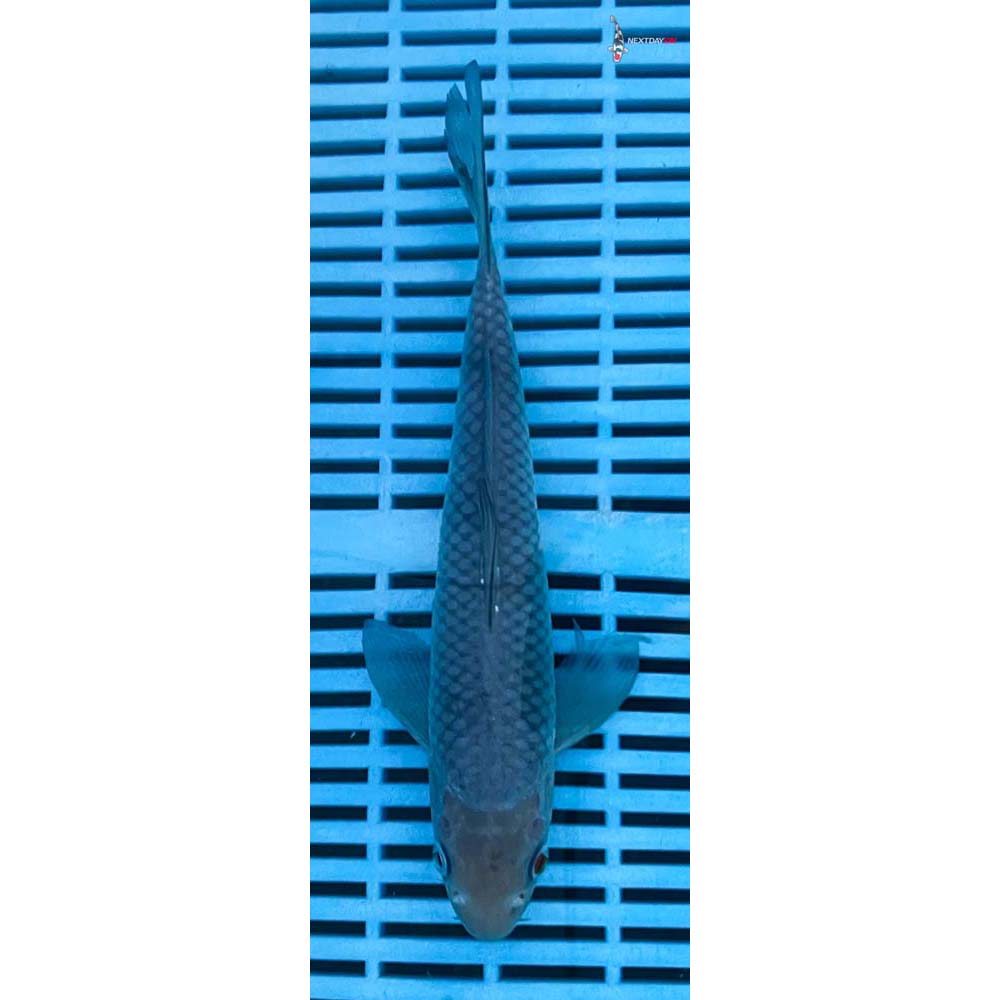 10-12” Imported Soragoi