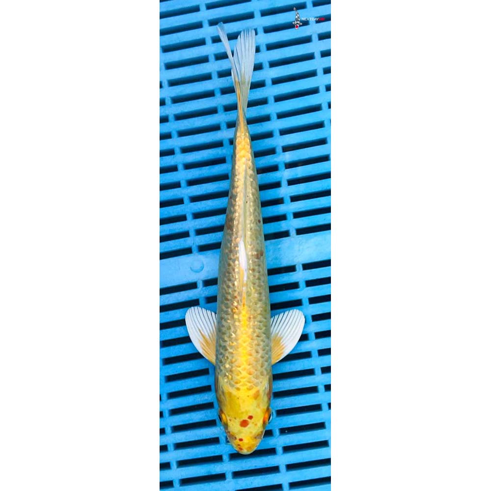 10-12” Imported Gin Rin Yamabuki Ogon