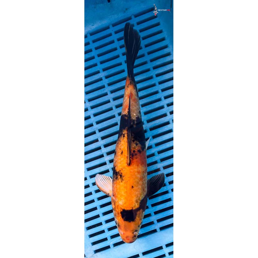 10-12” Imported Kin Ki Utsuri