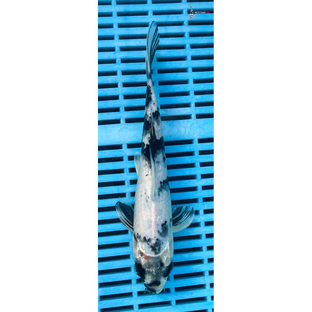 10-12” Imported Shiro Utsuri
