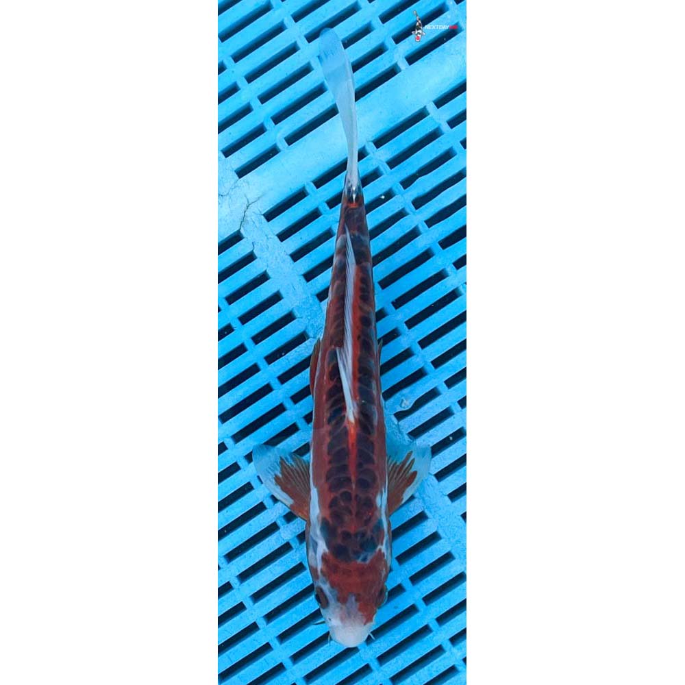 10-12” Imported Hana Shusui