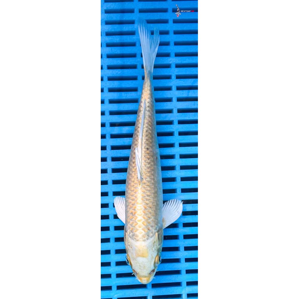 10-12” Imported Yamabuki Ogon
