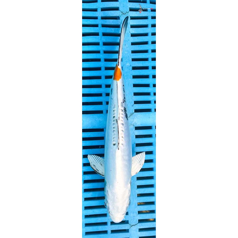 10-12” Imported Heisei Nishiki