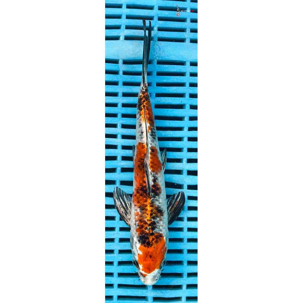 10-12” Imported Yamato Nishiki