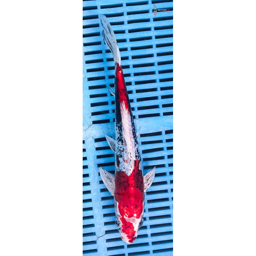 10-12” Imported Kin Kikokuryu