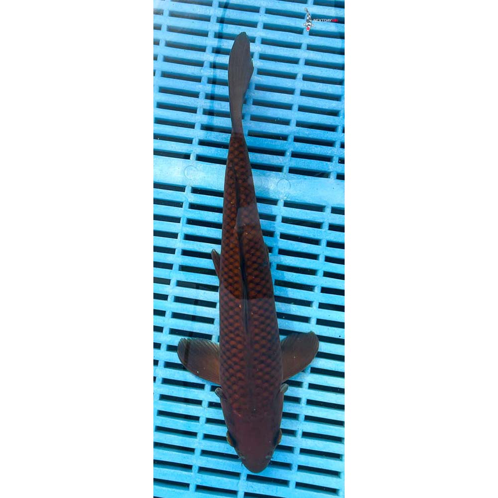 12-14” Imported Chagoi