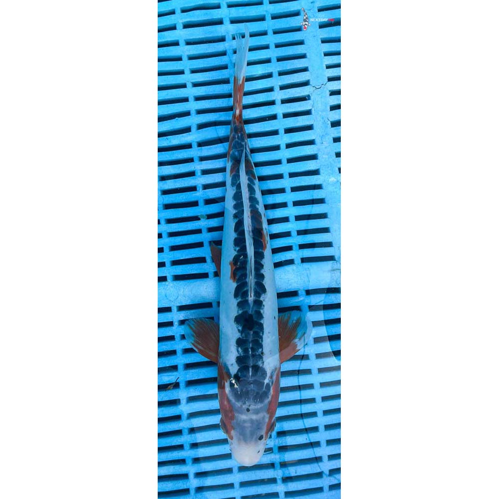 12-14” Imported Shusui