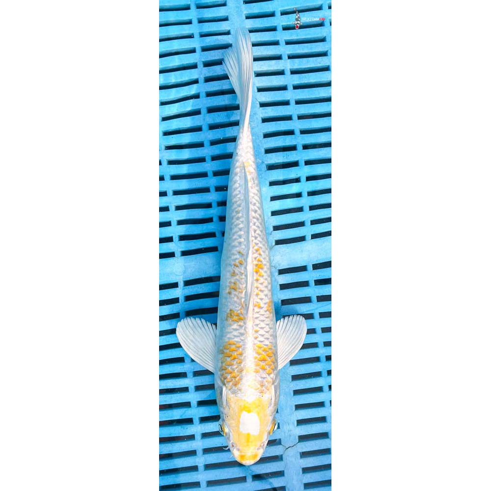 12-14” Imported Lemon Hariwake