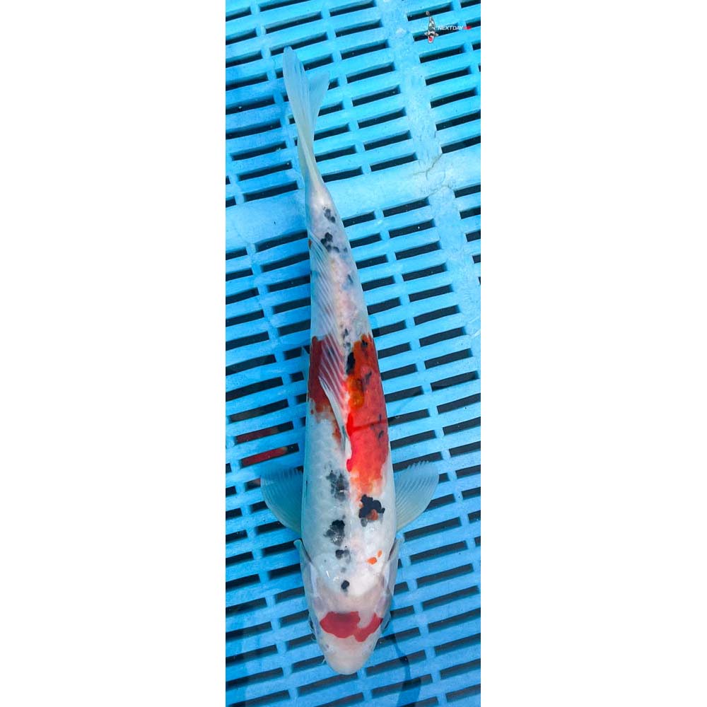 12-14” Imported Sanke