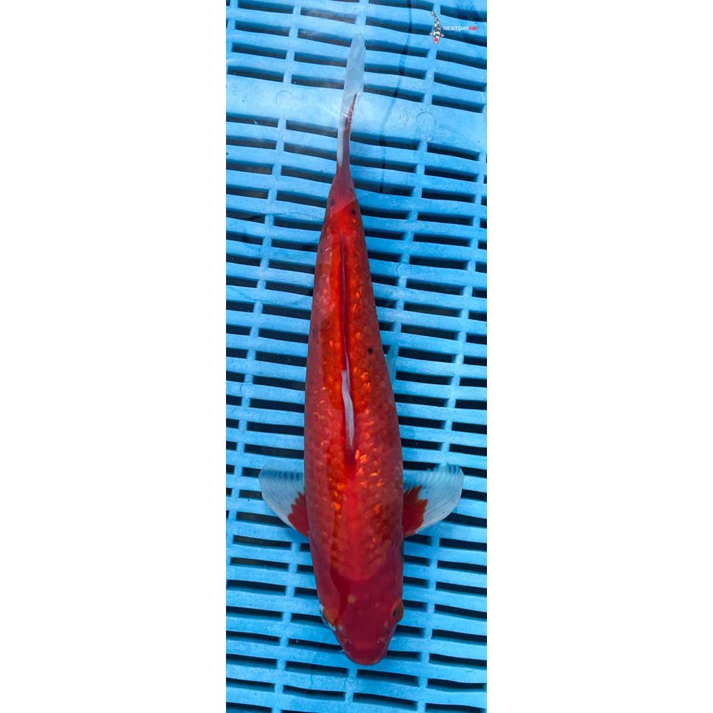 12-14” Imported Gin Rin Sanke