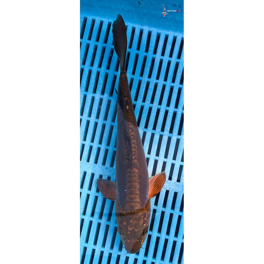12-14” Imported Doitsu Chagoi
