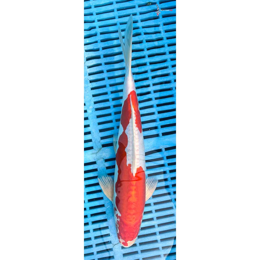 12-14” Imported Kikusui
