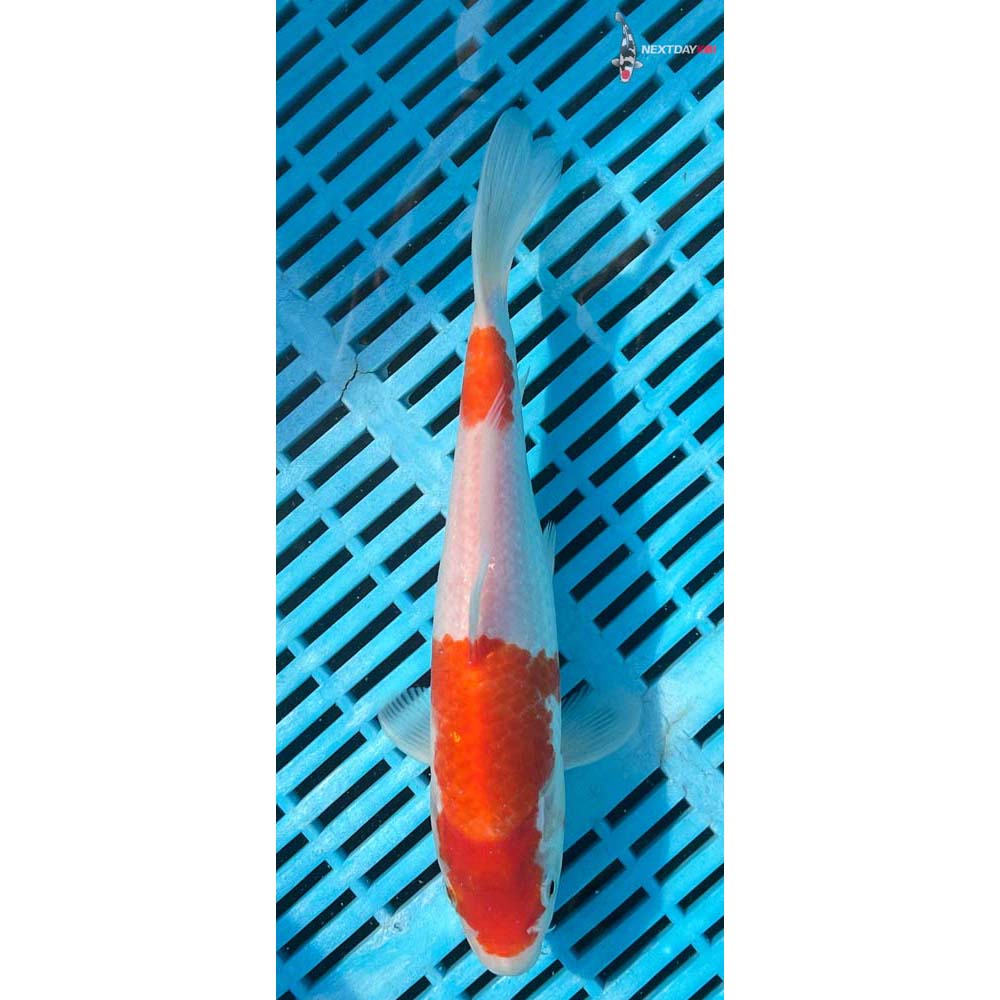10-12” Imported Kohaku
