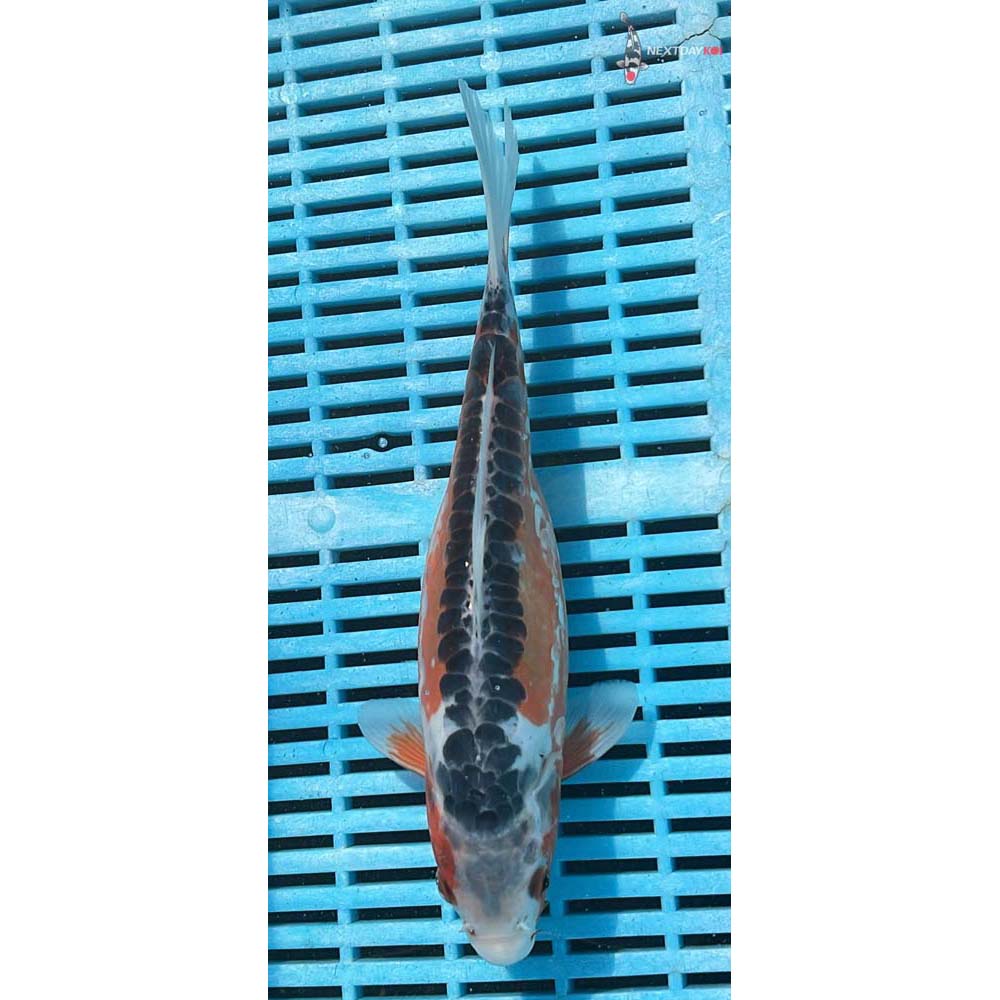 10-12” Imported Shusui