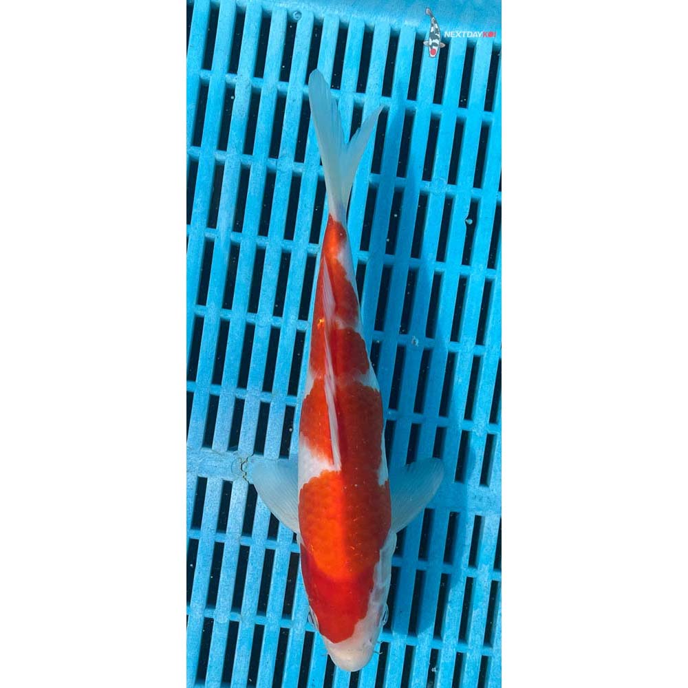 10-12” Imported Kohaku
