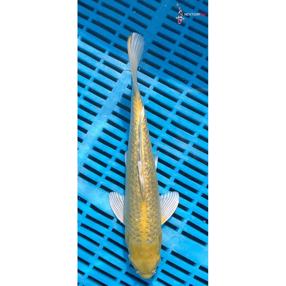 10-12” Imported Gin Rin Yamabuki Ogon
