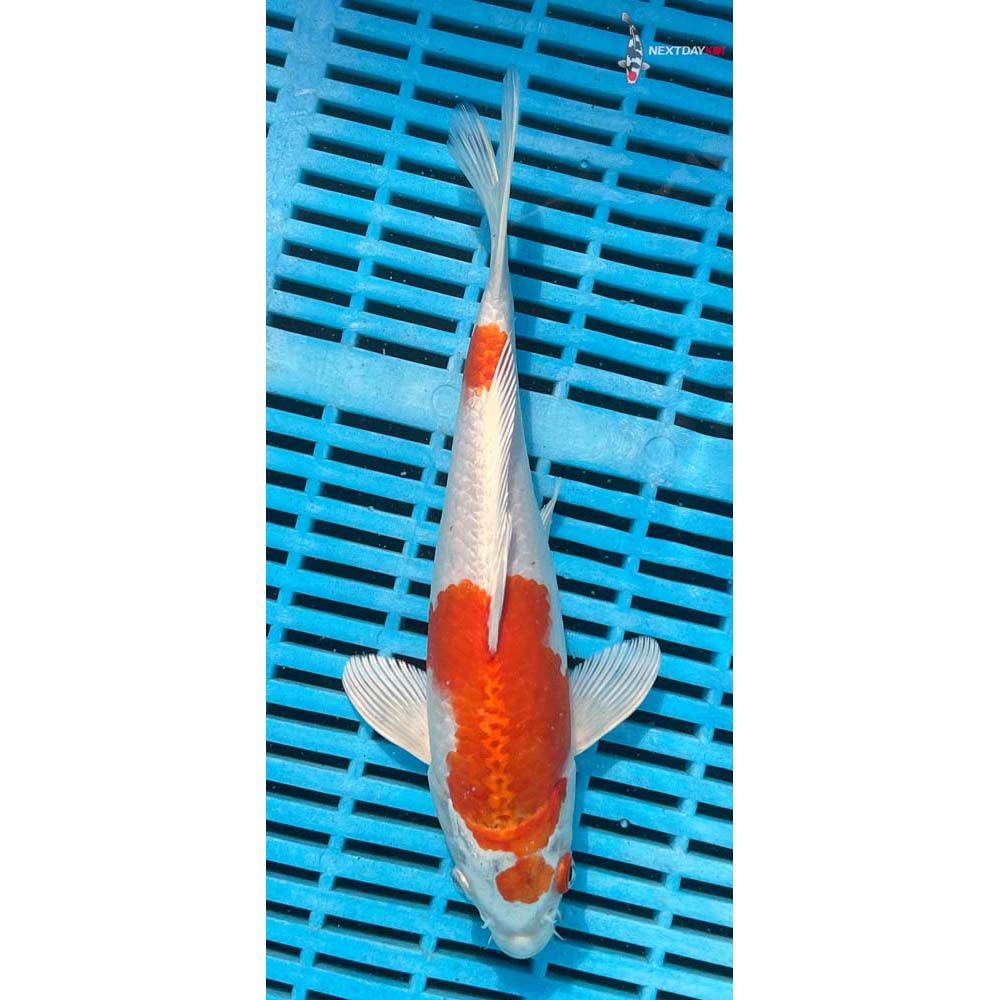 10-12” Imported Hariwake