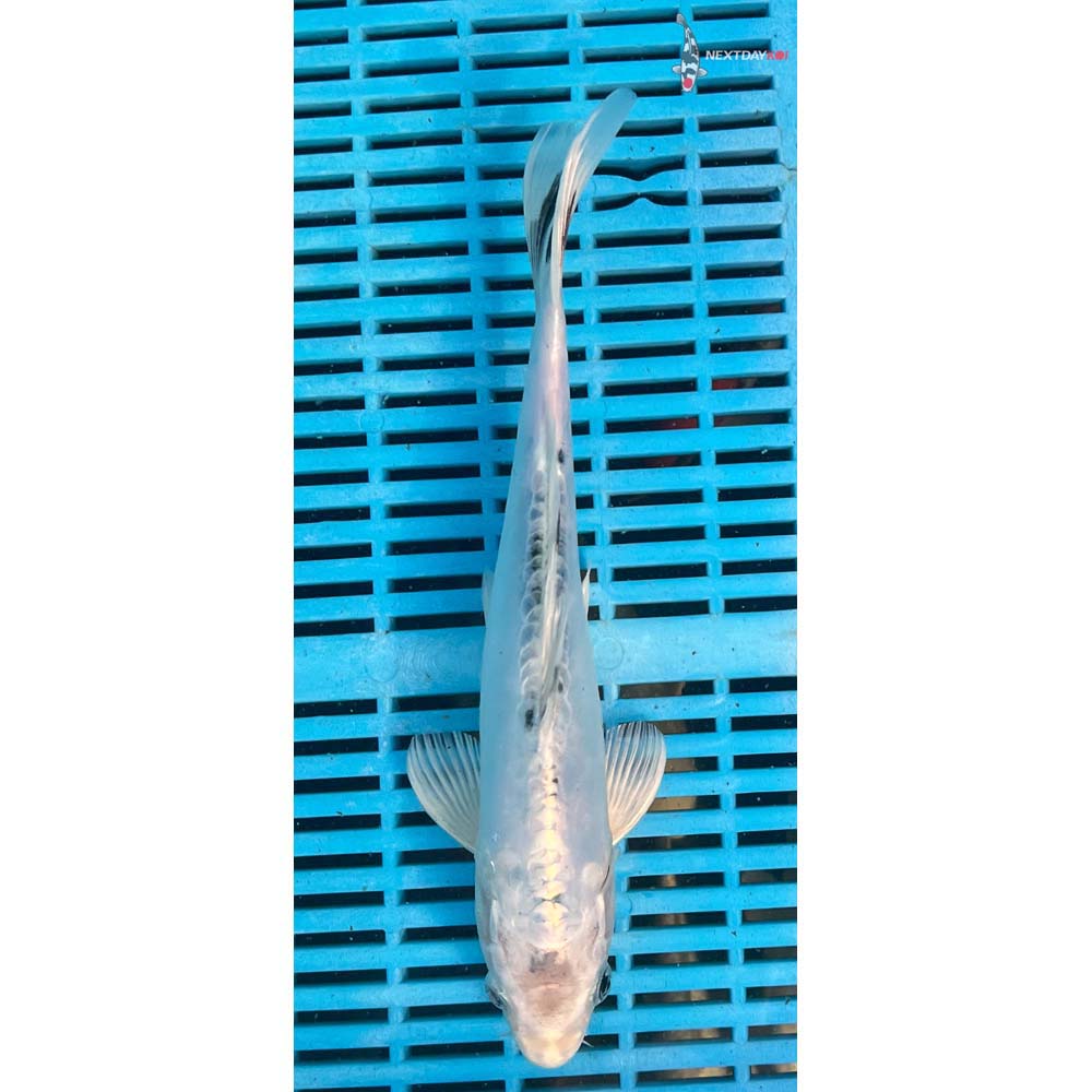 10-12” Imported Doitsu Gin Shiro Bekko