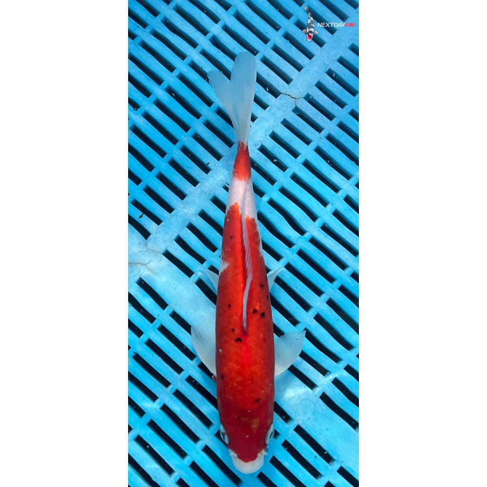 10-12” Imported Sanke