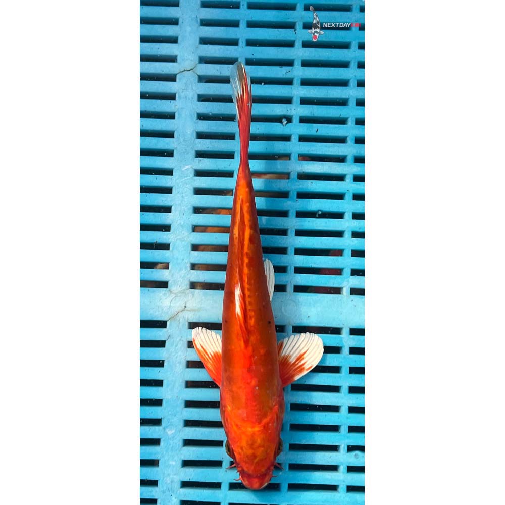 10-12” Imported Doitsu Orenji Ogon