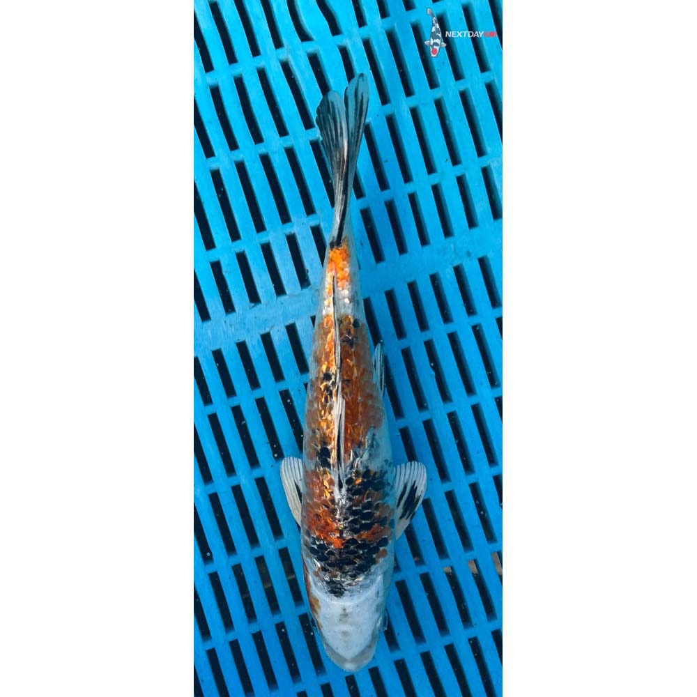 10-12” Imported Gin Rin Yamato Nishiki