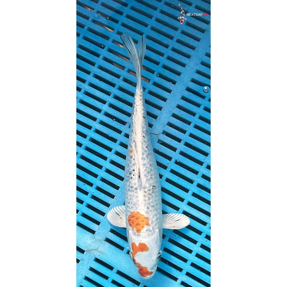 10-12” Imported Gin Rin Yamato Nishiki