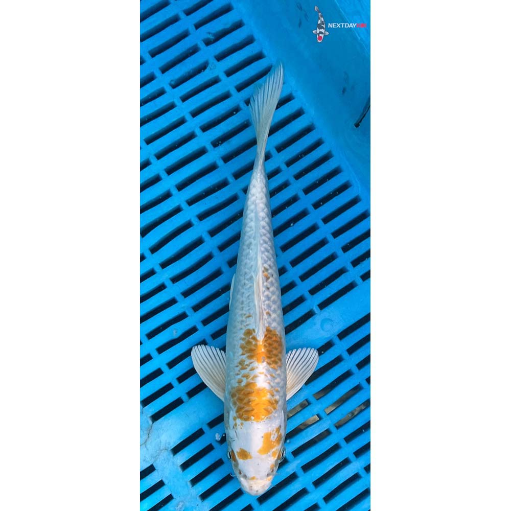 10-12” Imported Lemon Hariwake