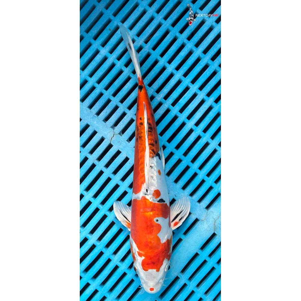 10-12” Imported Heisei Nishiki