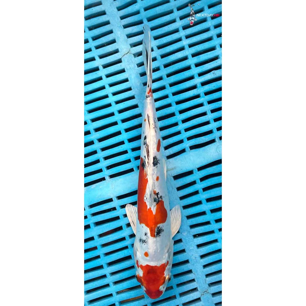 10-12” Imported Heisei Nishiki
